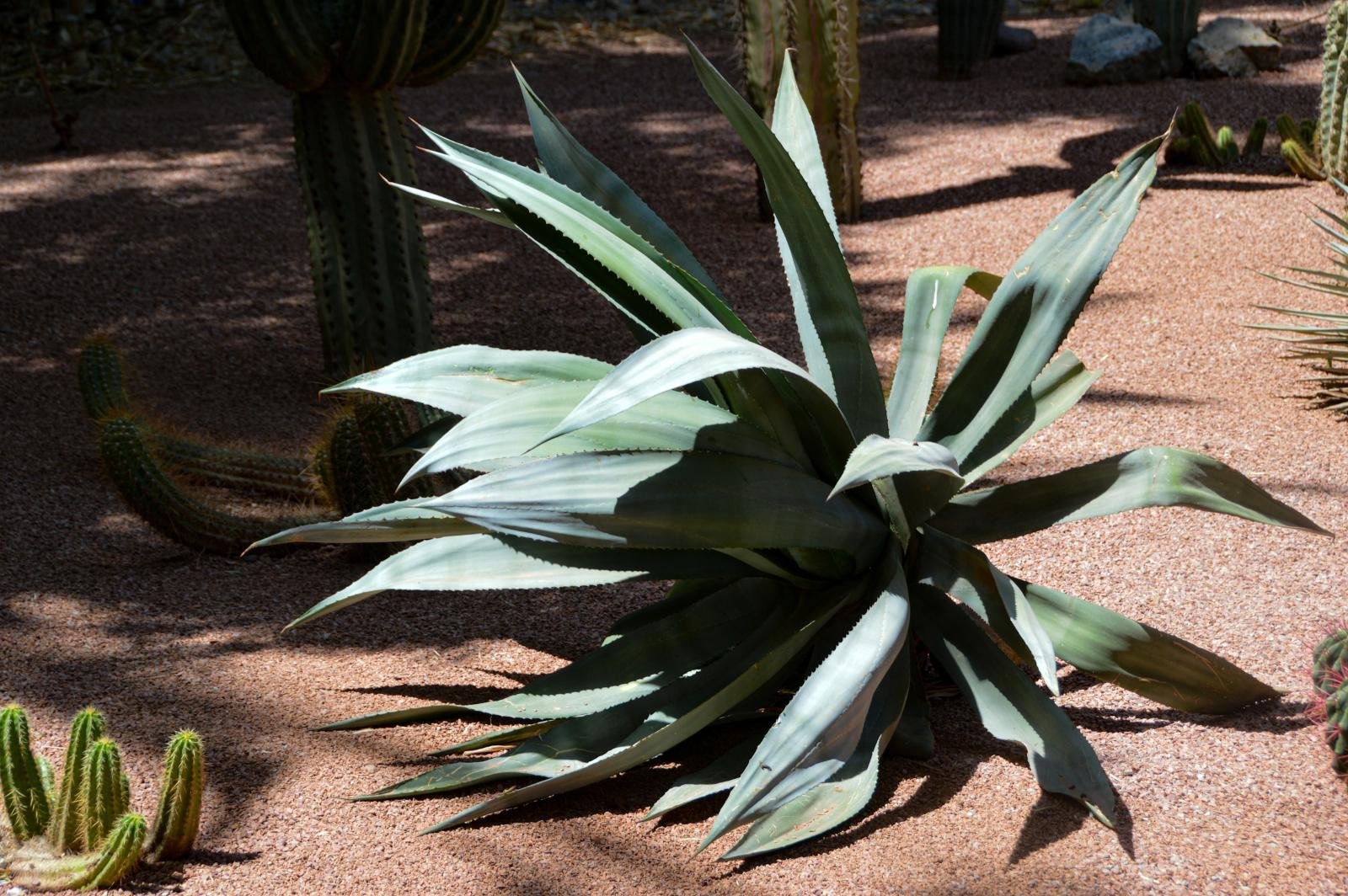 Agave americana adulto en el jardín a pleno sol Agave americana adulto en el jardín a pleno sol