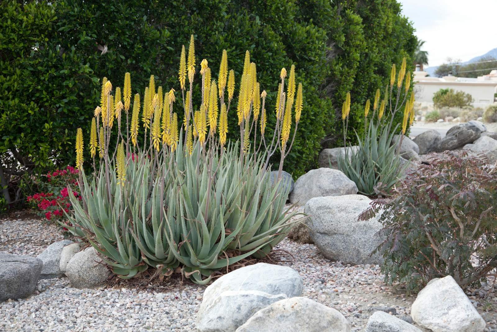 Aloe vera en flor en un jardín de grava y rocas, con varas de flores amarillas Aloe vera en flor en un jardín de grava y rocas, con varas de flores amarillas