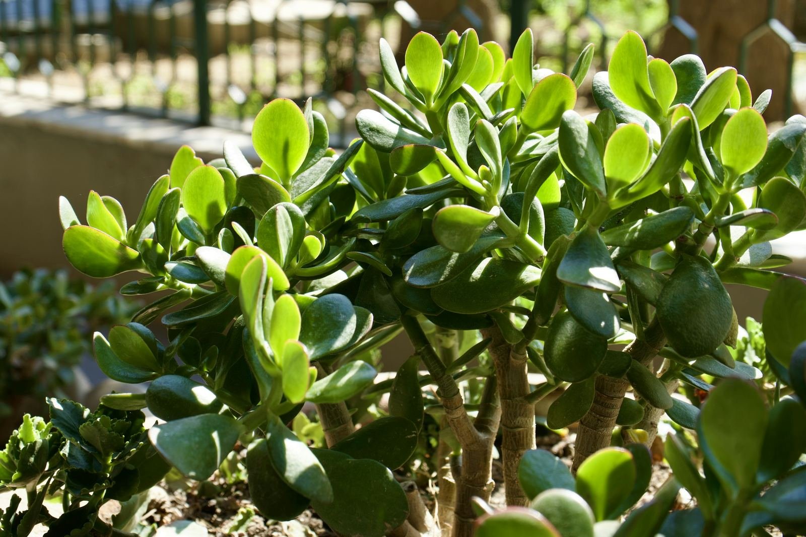 Crassula ovata o árbol de jade frondoso, con hojas carnosas y troncos leñosos, al sol en el exterior