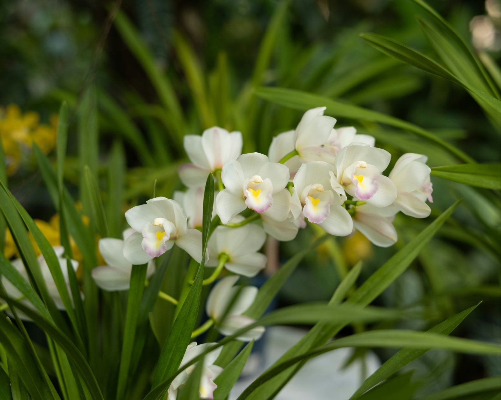 Orquídea cymbidium con una vara de flores blancas de labelo rosado entre sus hojas largas y estrechas Orquídea cymbidium con una vara de flores blancas de labelo rosado entre sus hojas largas y estrechas
