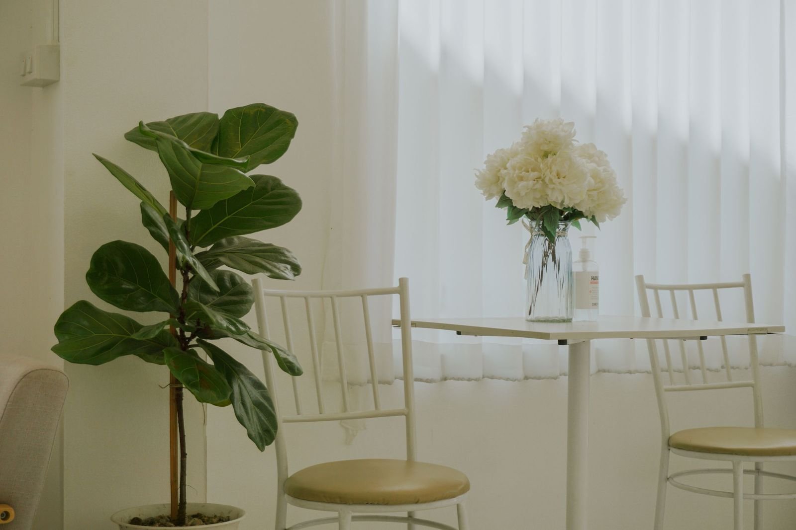 Ficus lyrata en maceta en una sala luminosa con cortinas blancas, junto a una mesa con un jarrón de flores Ficus lyrata en maceta en una sala luminosa con cortinas blancas, junto a una mesa con un jarrón de flores