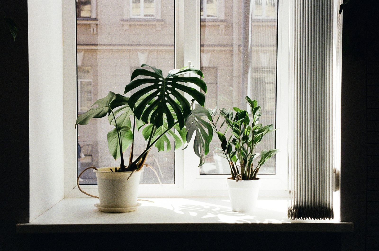 Monstera deliciosa de hojas con cortes en maceta blanca junto a una ventana, al lado de una zamioculca