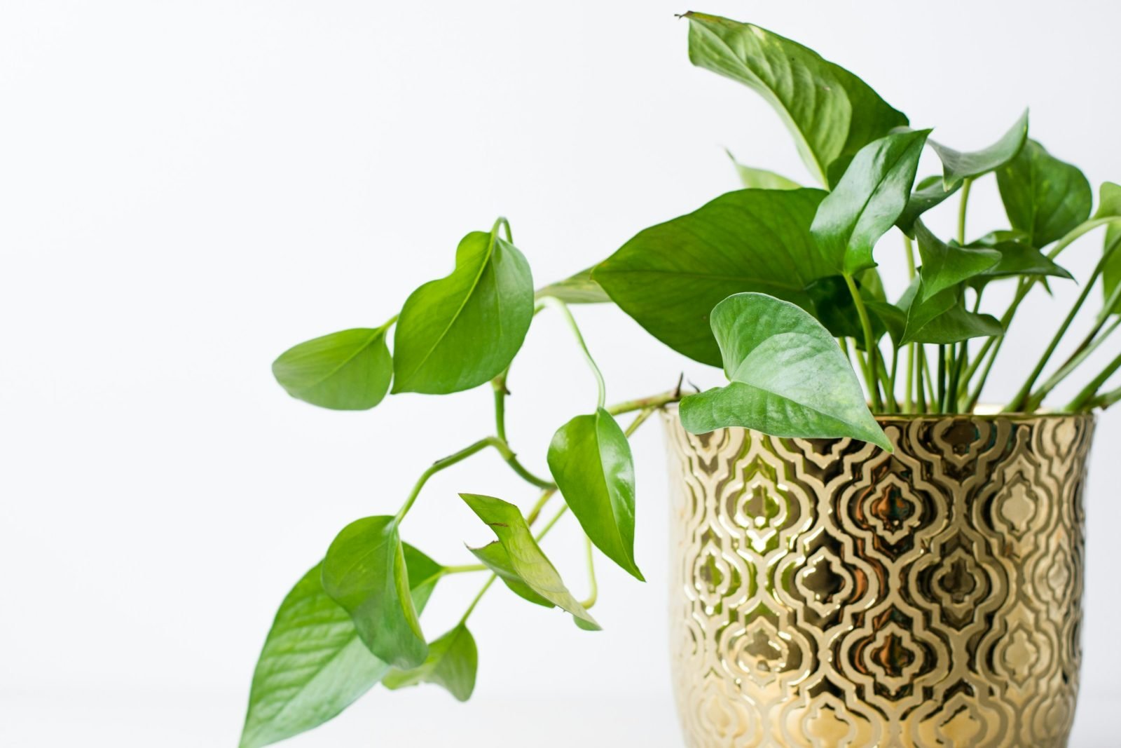 Pothos de hojas verdes colgando de una maceta dorada