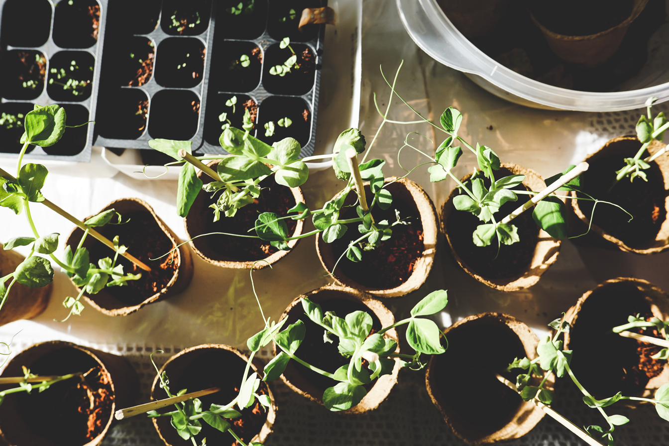 Propagación de plantas