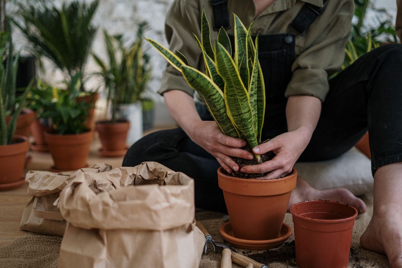 Manos plantando una sansevieria de bordes amarillos en una maceta de barro, como al propagar sansevieria por división Manos plantando una sansevieria de bordes amarillos en una maceta de barro, como al propagar sansevieria por división