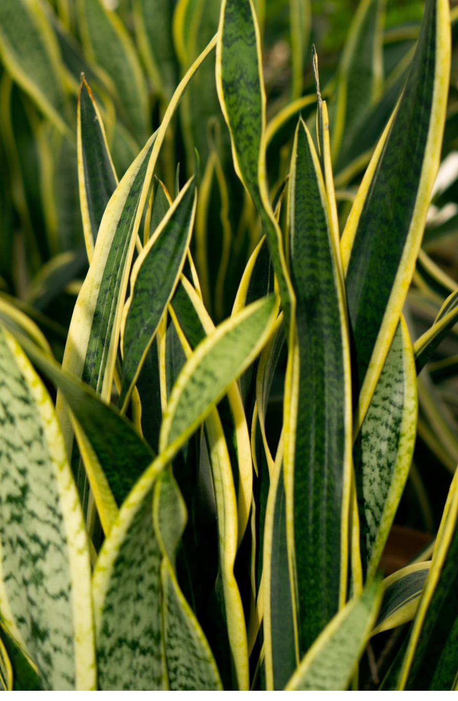Sansevieria