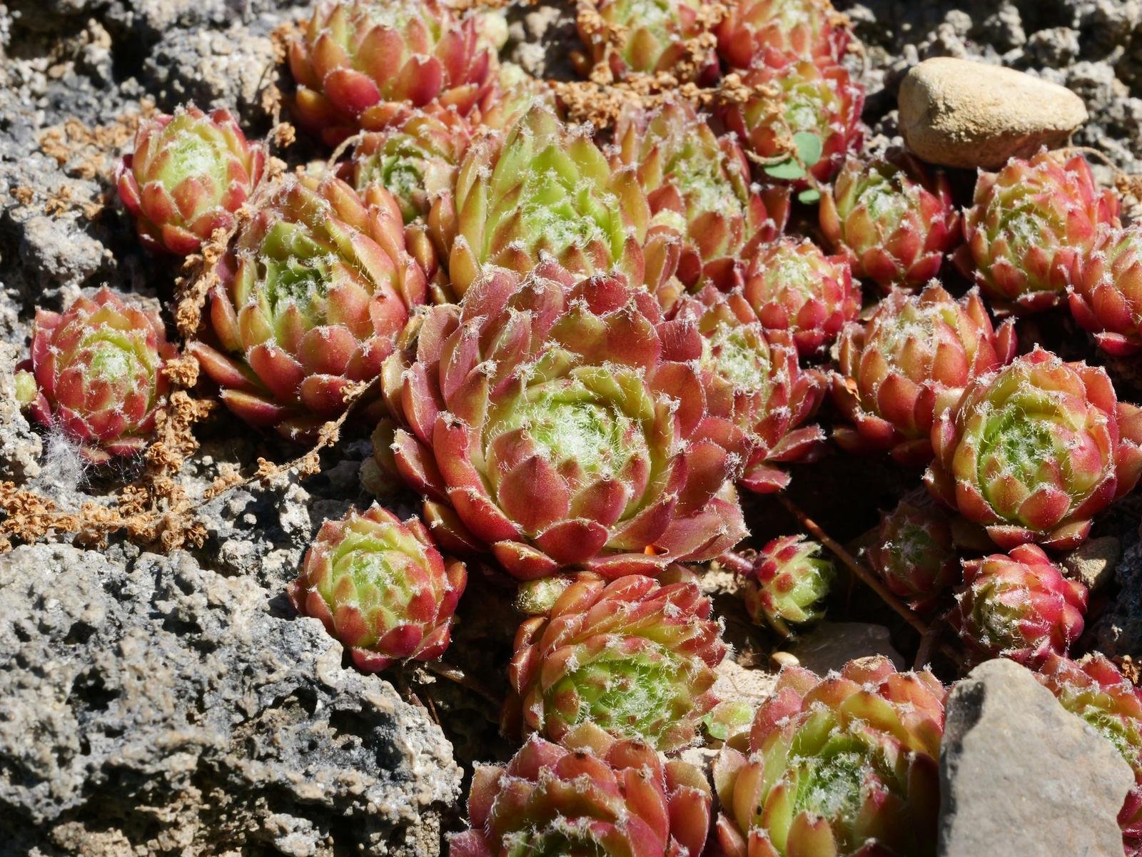 Rosetas de sempervivum rojizas con el centro verde creciendo entre piedras Rosetas de sempervivum rojizas con el centro verde creciendo entre piedras
