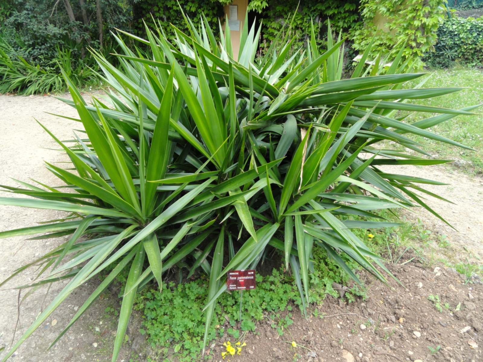 Mata de yuca ornamental (Yucca elephantipes) en un jardín, con hojas largas en forma de espada Mata de yuca ornamental (Yucca elephantipes) en un jardín, con hojas largas en forma de espada